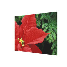North America, USA, WA, Woodinville, Red Stretched Canvas Prints