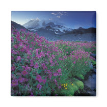North America, USA, Washington, Mt. Rainier 6 Refrigerator Magnet