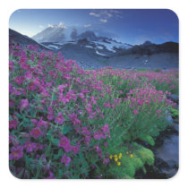 North America, USA, Washington, Mt. Rainier 6 Stickers