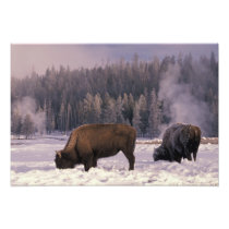 North America, USA, Wyoming, Yellowstone NP,