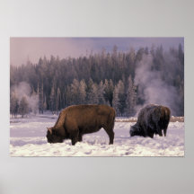 North America, USA, Wyoming, Yellowstone NP, Posters
