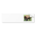 North American Bison Bumper Sticker