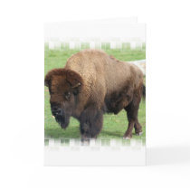 North American Bison Greeting Card