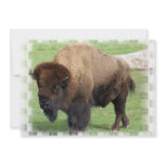North American Bison Invitation