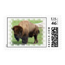North American Bison Postage Stamp