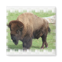 North American Bison Square Magnet