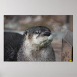 North American River Otter Print