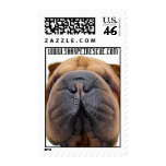 North American Shar-pei Rescue Postage