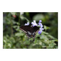 North American Tiger Swallowtail Nature Poster posters