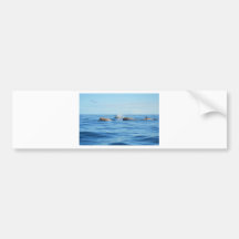 North Atlantic Bottlenose Whales Bumper Sticker