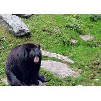 North Carolina Bears card