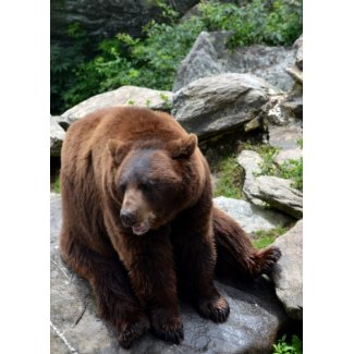North Carolina Bears card