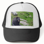 North Carolina Bears Hats