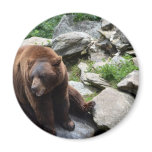 North Carolina Bears Magnet