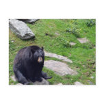 North Carolina Bears Post Card