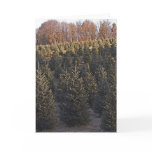 North Carolina Christmas Trees Greeting Cards