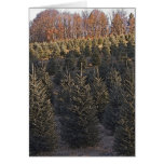 North Carolina Christmas Trees Greeting Cards
