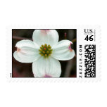 North Carolina Dogwood