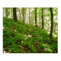 North Carolina Path posters