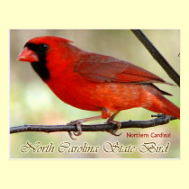 North Carolina State Bird - Northern Cardinal postcards