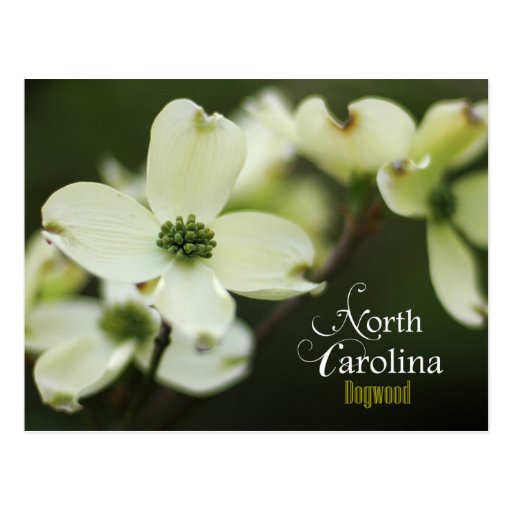 North Carolina State Flower Flowering Dogwood Postcard