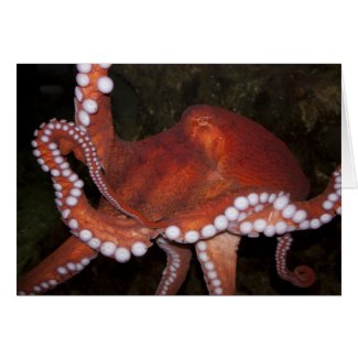 North Pacific Octopus card