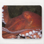 North Pacific Octopus Mouse Pad