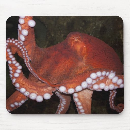 North Pacific Octopus Mouse Pads