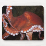 North Pacific Octopus Mouse Pads