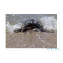 North Shore Honu- Poster posters by SLinc_grrl North Shore Honu- Poster posters