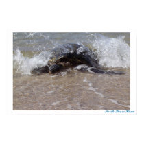 North Shore Honu- Poster posters