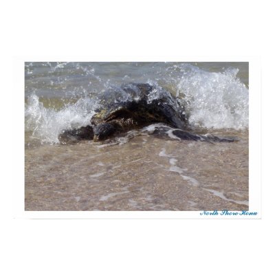 North Shore Honu- Poster by SLinc_grrl