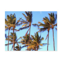 North Shore Palms postcards