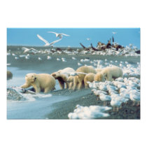 North Slope, Alaska. Polar Bears Ursus