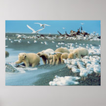 North Slope, Alaska. Polar Bears Ursus Posters