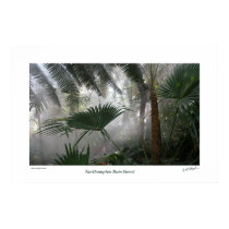 Northampton Rain Forest I posters by Zen0 Northampton Rain Forest I posters