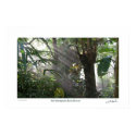 Northampton Rain Forest III posters