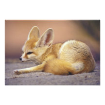 Northern Africa. Fennec Fennecus zerda) Art Photo