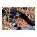 Northern Black Racer posters by almedic104 Northern Black Racer posters