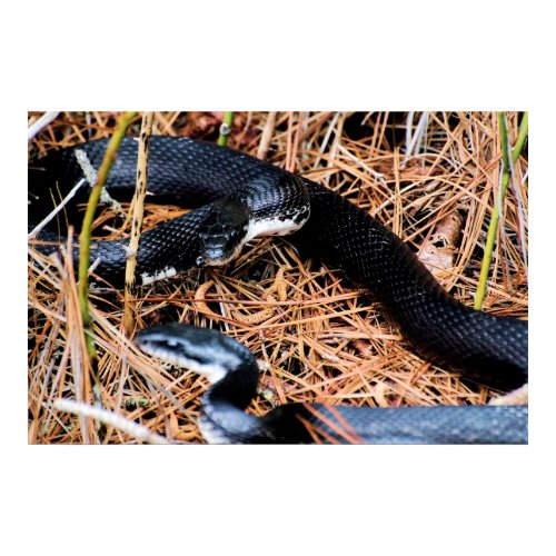 Northern Black Racer print