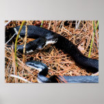 Northern Black Racer Poster