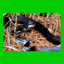 Northern Black Racer posters