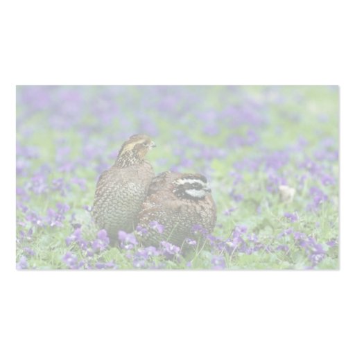 Northern bobwhite quail business card templates (back side)