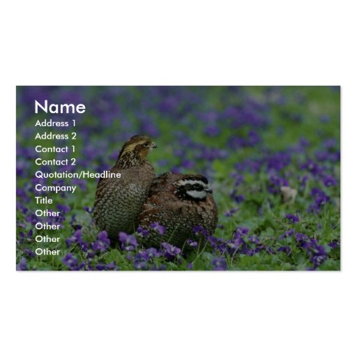 Northern bobwhite quail business cards (front side)