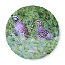 Northern Bobwhite Quail magnets