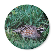 Northern Bobwhite Quail magnets