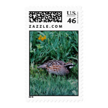 Northern Bobwhite Quail postage by Russ45 Northern Bobwhite Quail postage