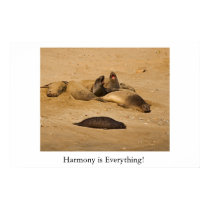 Northern California elephant seals posters by pshaw_photo Northern California elephant seals posters