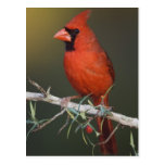 Northern Cardinal, Cardinalis cardinalis, male Postcards