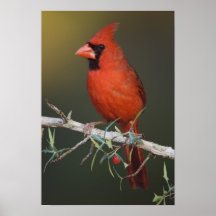 Northern Cardinal, Cardinalis cardinalis, male Posters